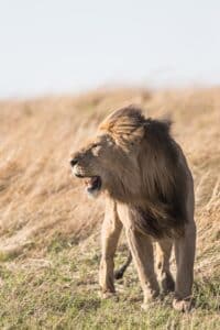lion